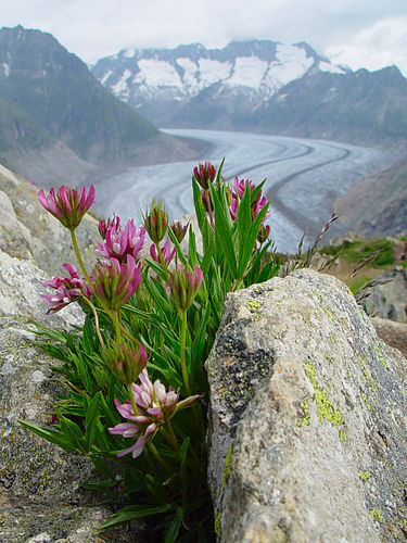 trifolium alpinum